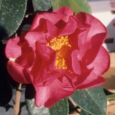 Papricka